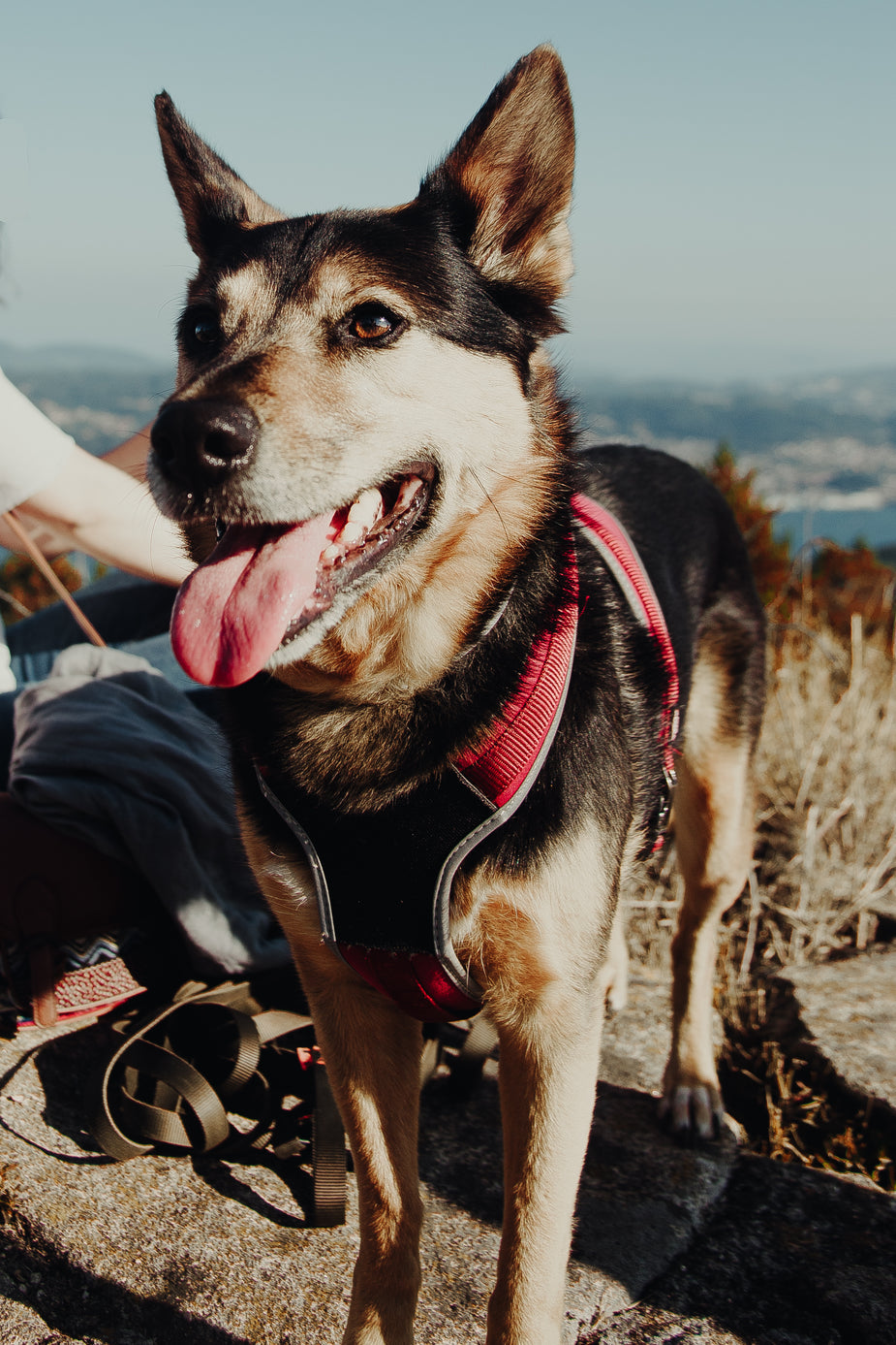 K9